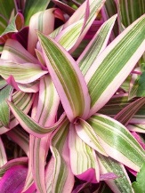 Tricolor Moses in the Cradle, Oyster Plant, Rhoeo, Tradescantia spathacea 'Tricolor', Rhoeo spathacea, Rhoeo discolor